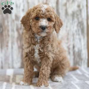 Hazel, Mini Labradoodle Puppy